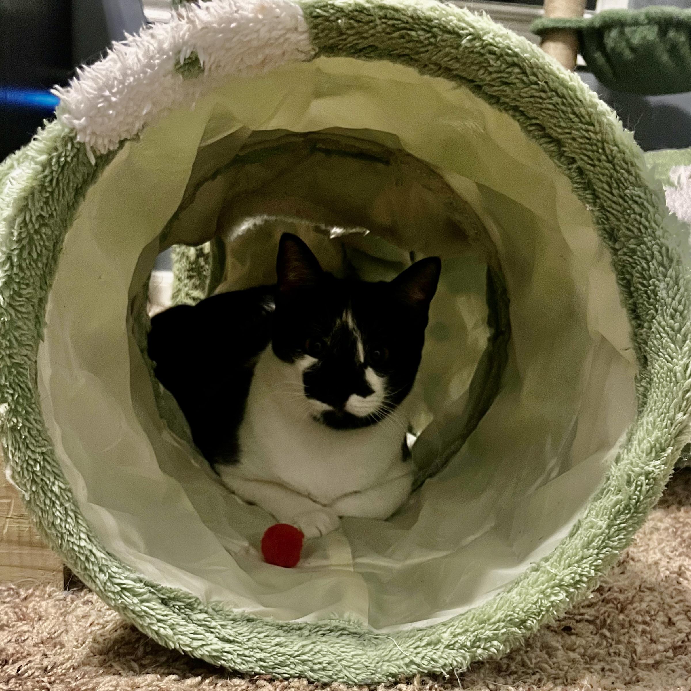 Enlarge Ace, a Adoptable Domestic Medium Hair in COLORADO SPRINGS, CO image 4/6