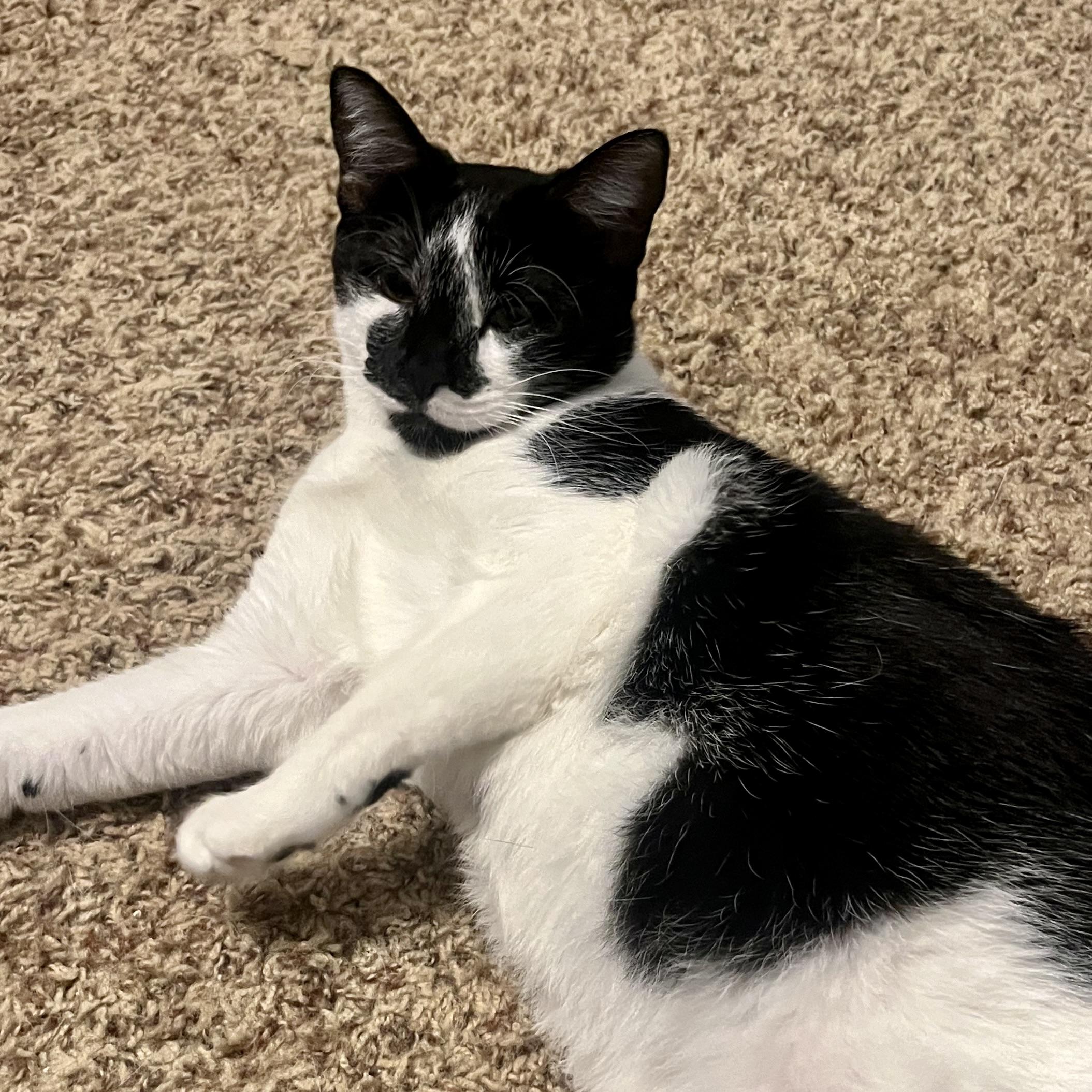 Enlarge Ace, a Adoptable Domestic Medium Hair in COLORADO SPRINGS, CO image 2/6