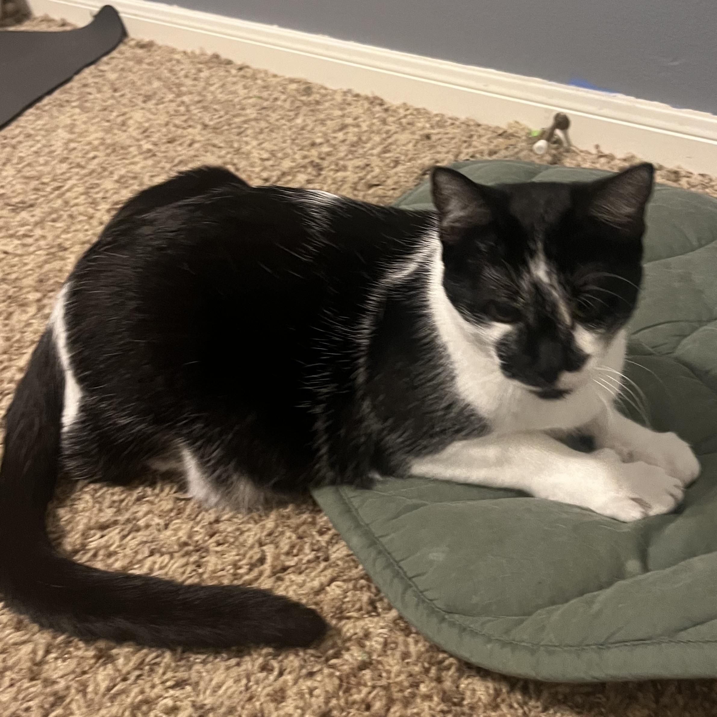 Enlarge Ace, a Adoptable Domestic Medium Hair in COLORADO SPRINGS, CO image 5/6