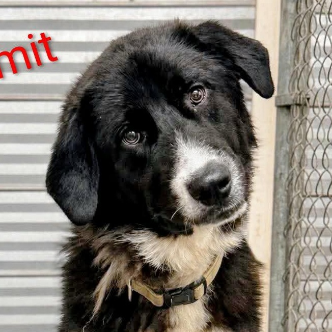 Summit (20260727-07) - Adopted | Petfinder
