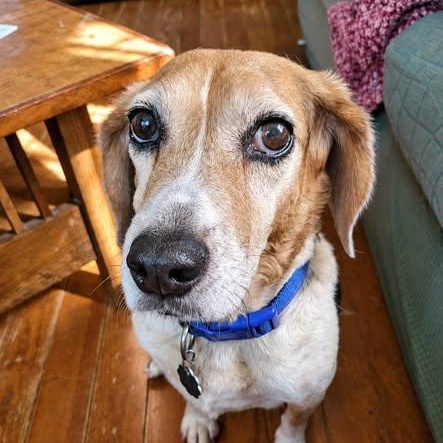 Enlarge Colby, a Adoptable Beagle in Spring Hill, TN image 2/4