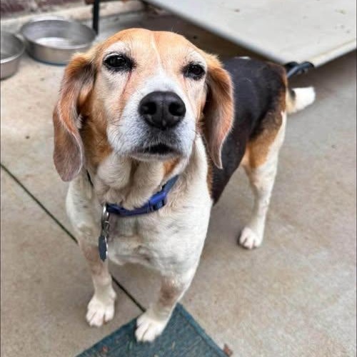 Colby, Adoptable, Senior Male Beagle.