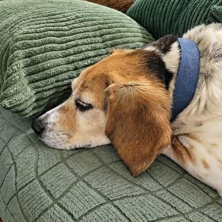 Enlarge Colby, a Adoptable Beagle in Spring Hill, TN image 4/4