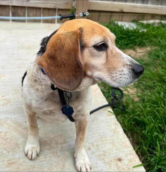Enlarge Colby, a Adoptable Beagle in Spring Hill, TN image 3/4