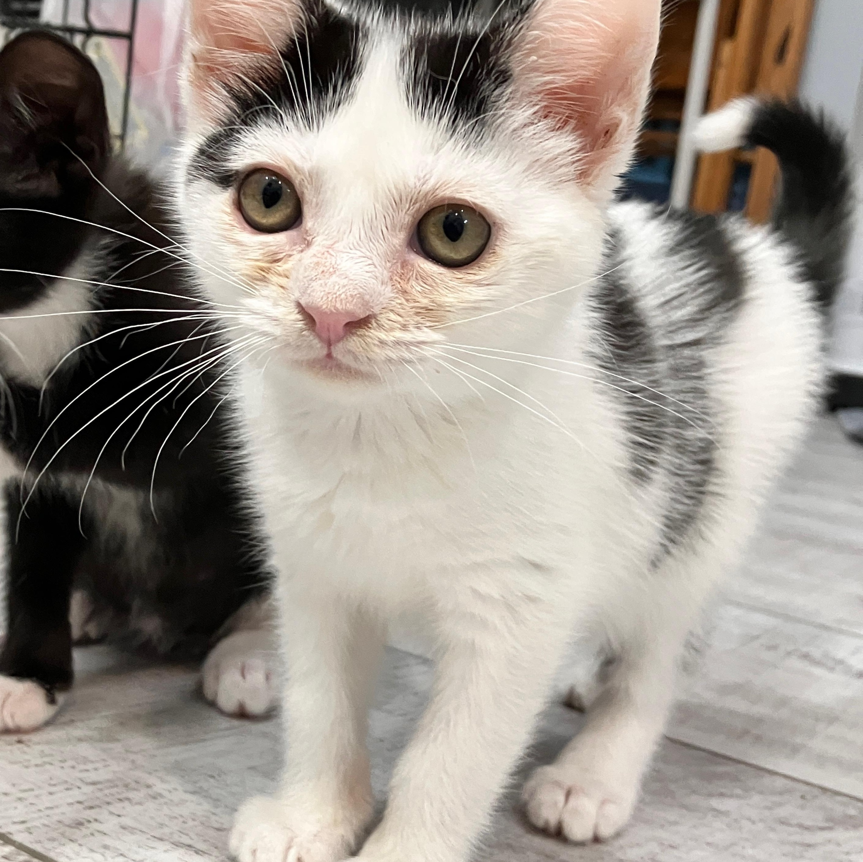 Camellia, a Adoptable Domestic Short Hair in Moriches, NY image 2/3