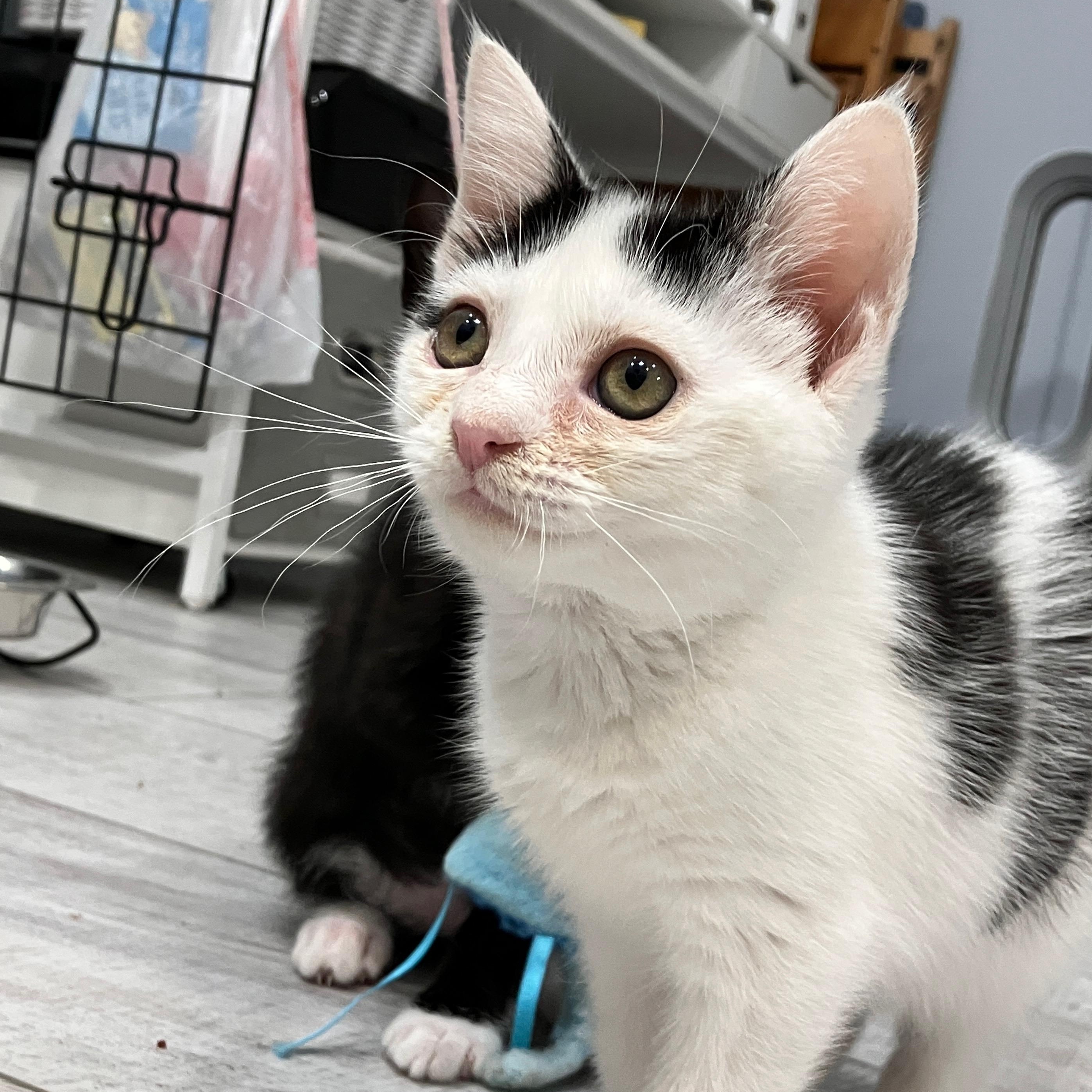 Camellia, a Adoptable Domestic Short Hair in Moriches, NY image 3/3