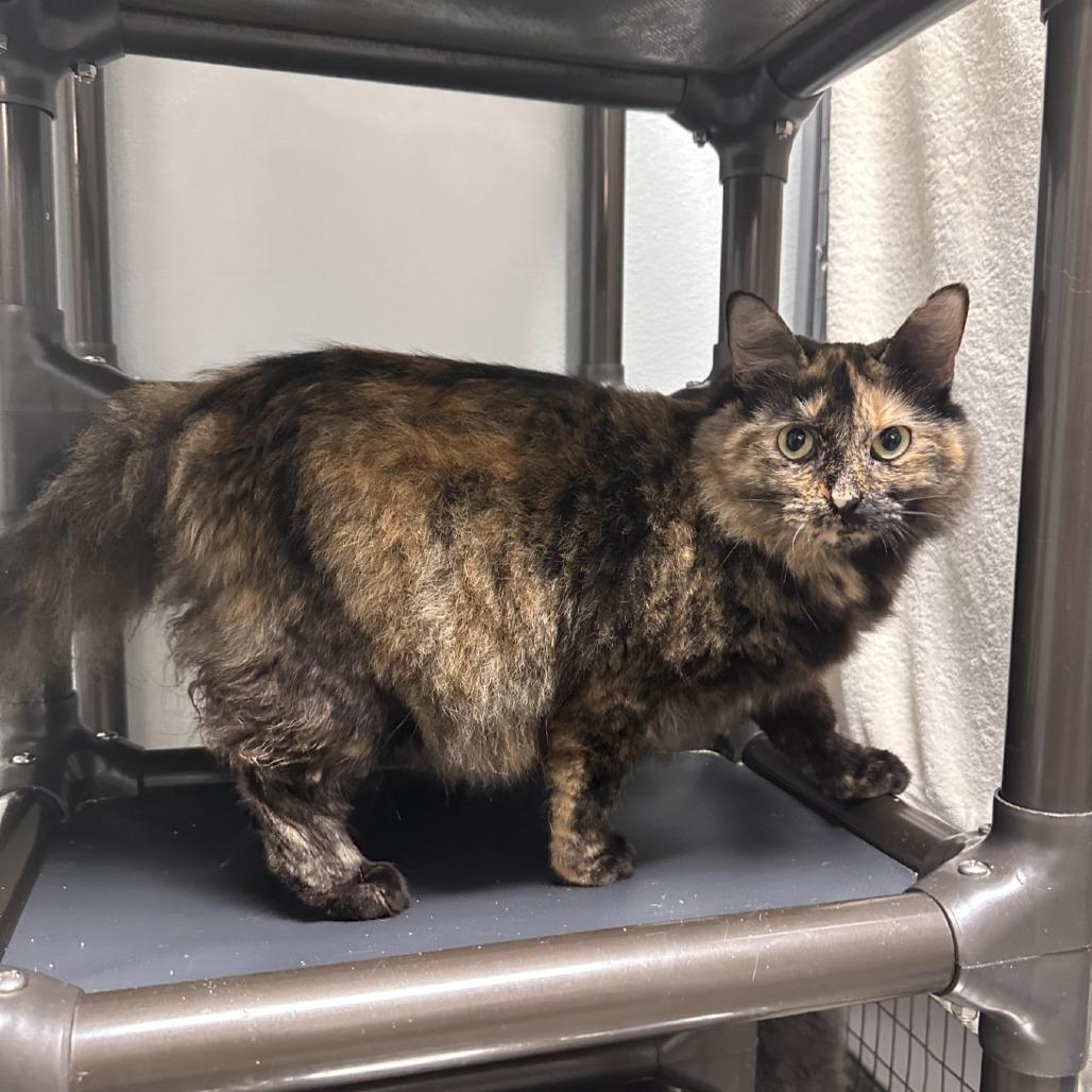 Enlarge Marble, a Adoptable Domestic Medium Hair in Blue Ridge, GA image 1/3