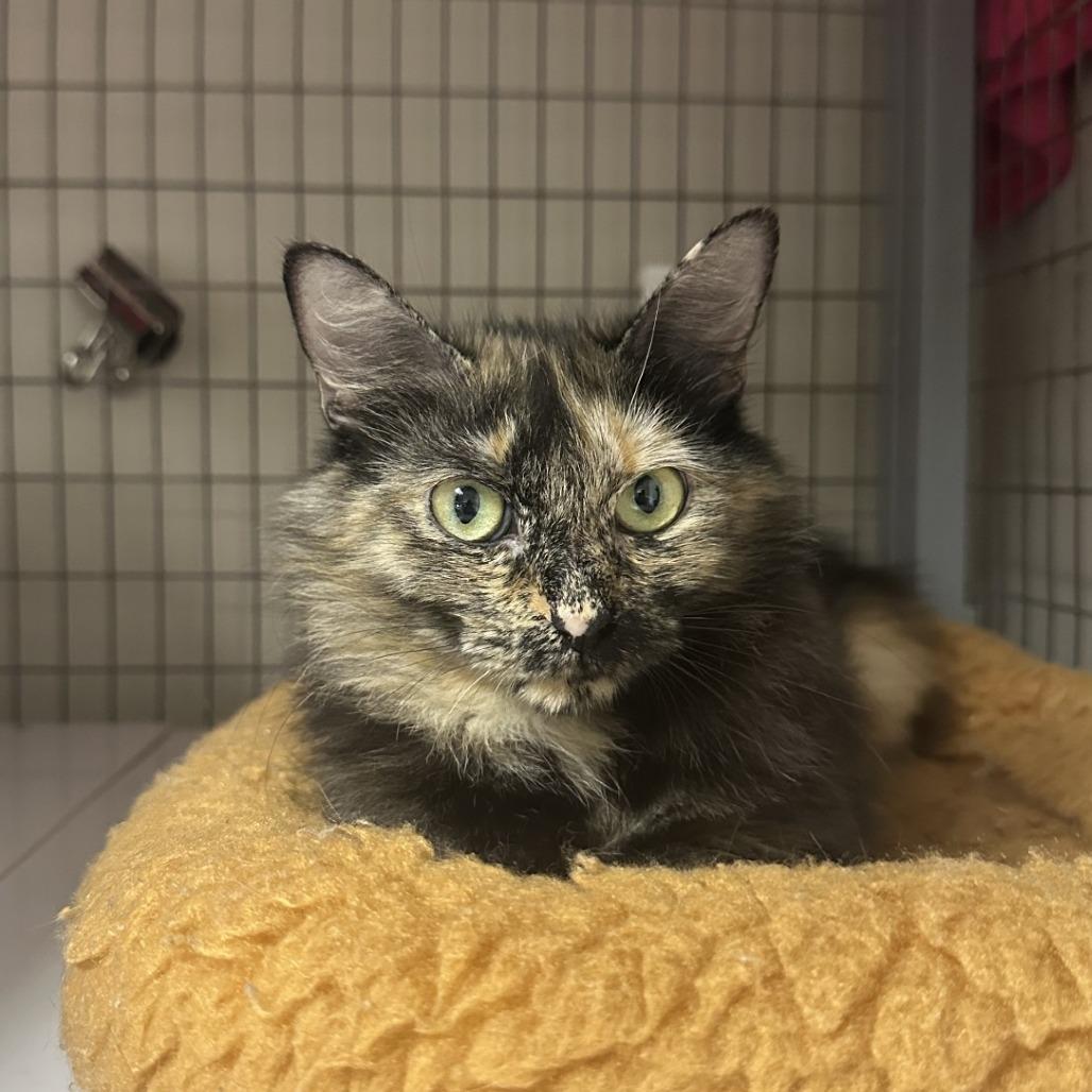 Enlarge Marble, a Adoptable Domestic Medium Hair in Blue Ridge, GA image 2/3