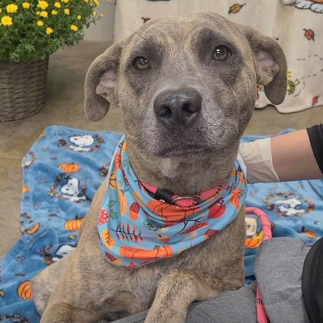 Enlarge Honda, a Adoptable mixed breed in Williston, VT image 5/5