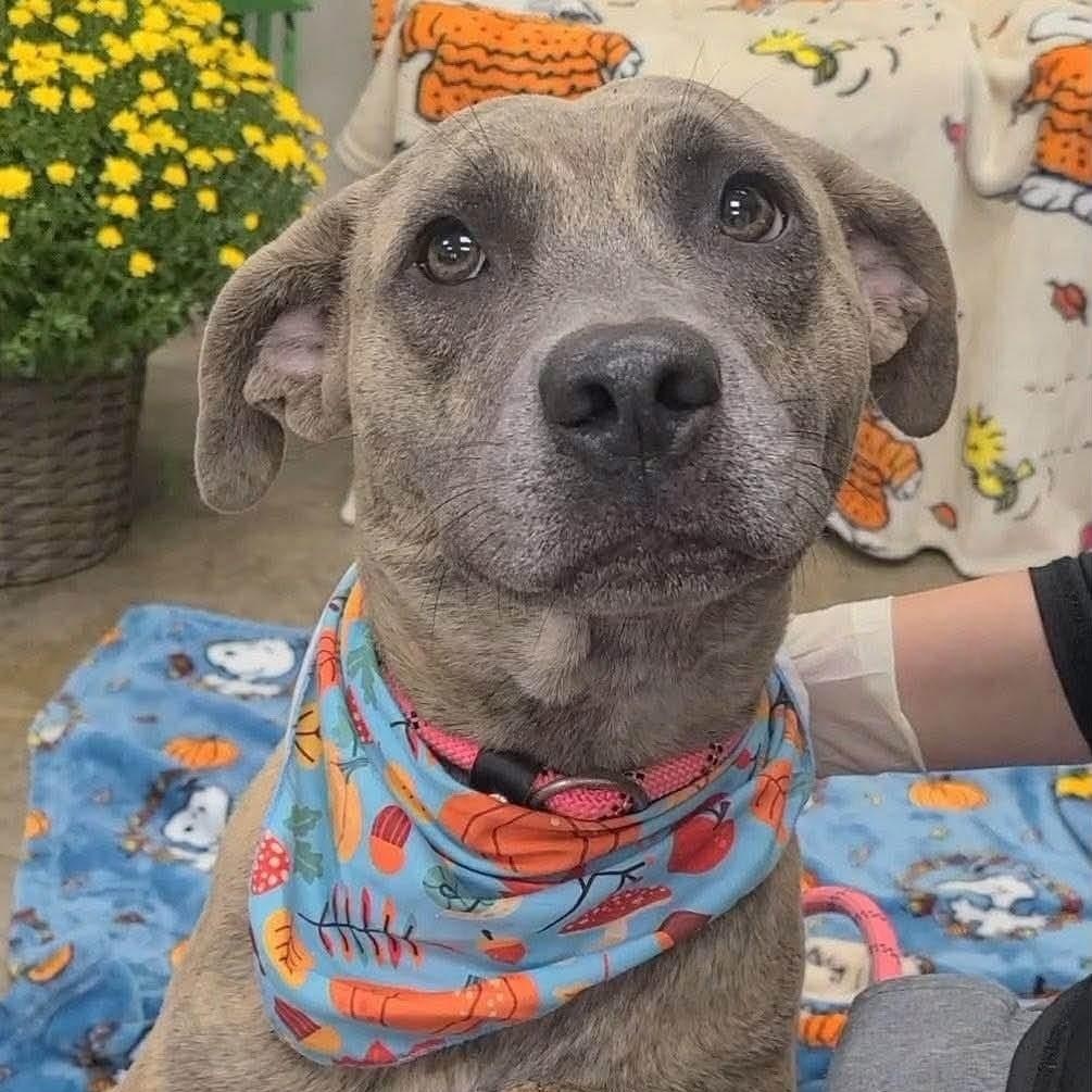 Enlarge Honda, a Adoptable mixed breed in Williston, VT image 4/5