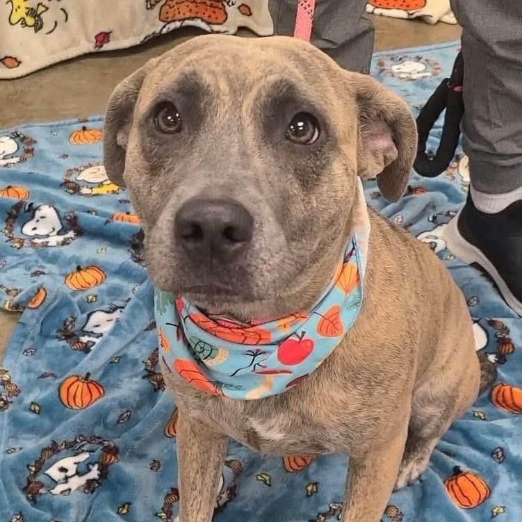 Enlarge Honda, a Adoptable mixed breed in Williston, VT image 2/5
