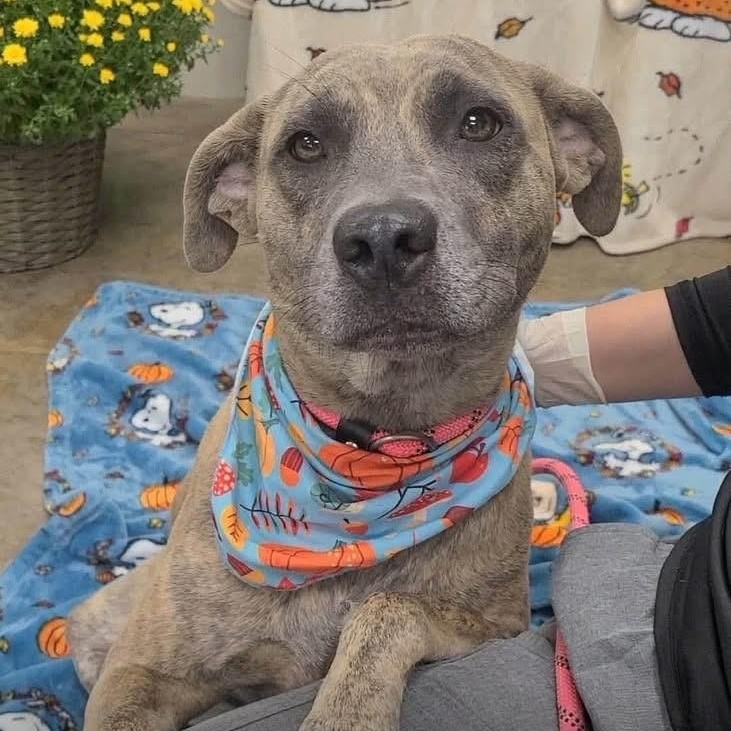 Honda, Adoptable, Young Female Labrador Retriever.