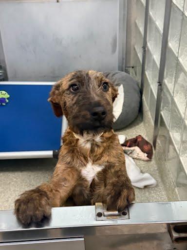 Willis, a Adoptable mixed breed in Washington, DC image 1/3