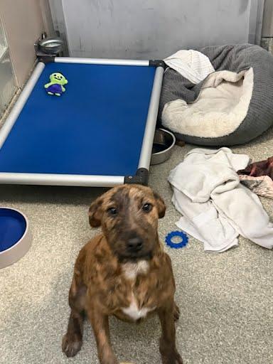 Willis, a Adoptable mixed breed in Washington, DC image 3/3