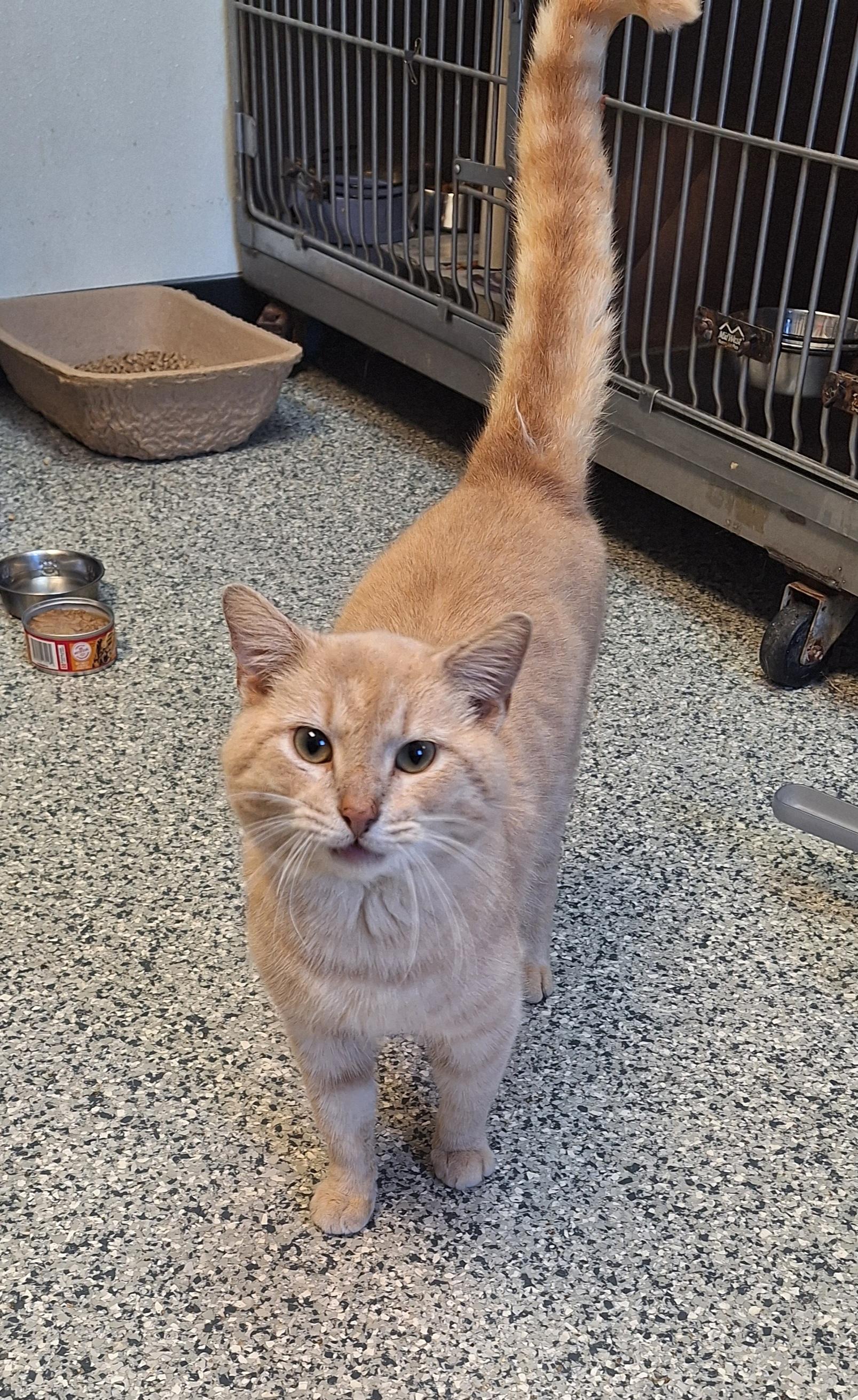 Dreamsicle , a ADOPTABLE Domestic Short Hair in Stanton, KY image 2/6