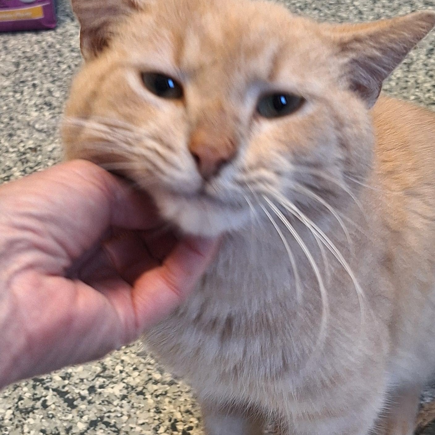 Dreamsicle , a ADOPTABLE Domestic Short Hair in Stanton, KY image 1/6