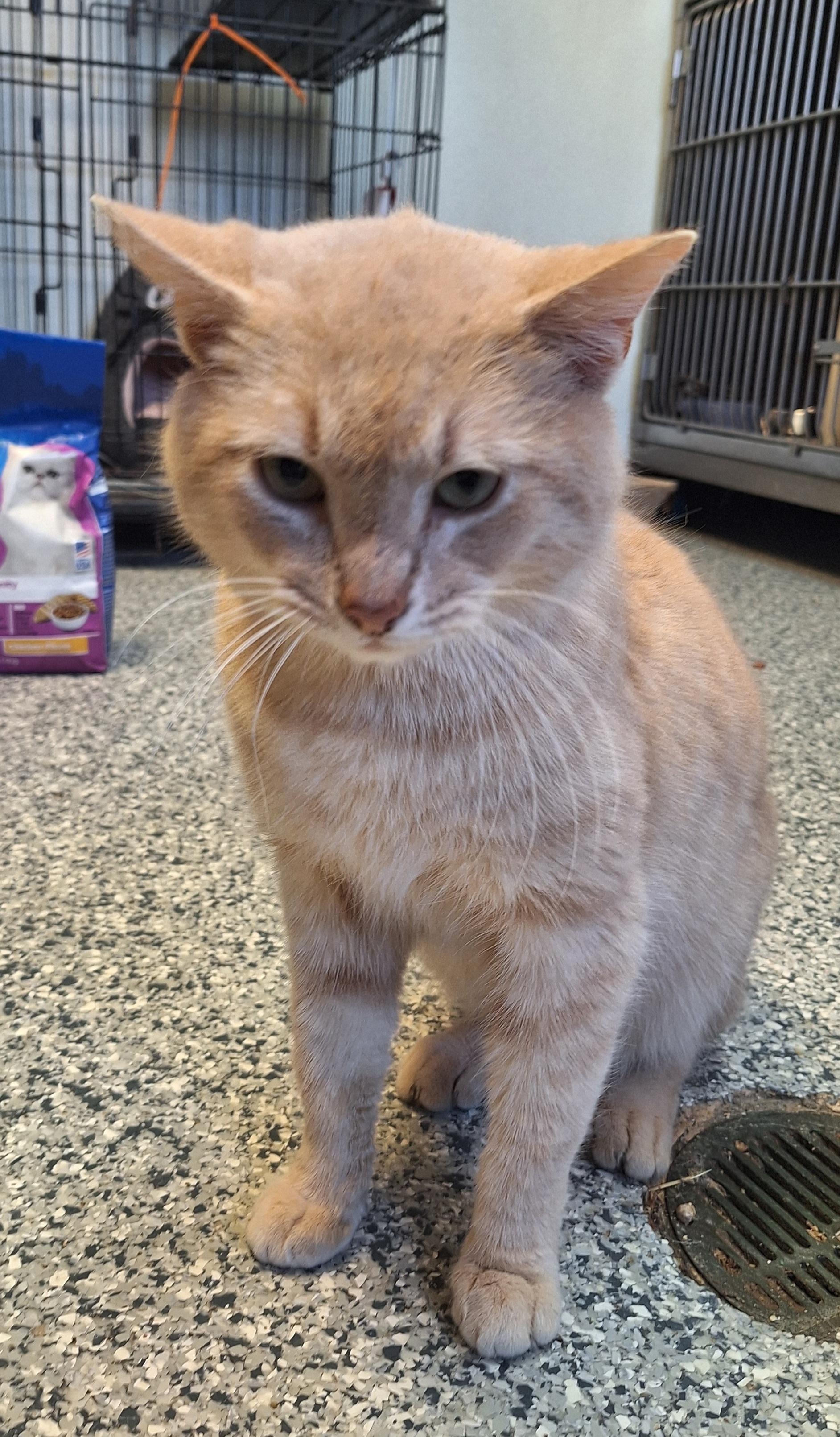 Dreamsicle , a ADOPTABLE Domestic Short Hair in Stanton, KY image 3/6