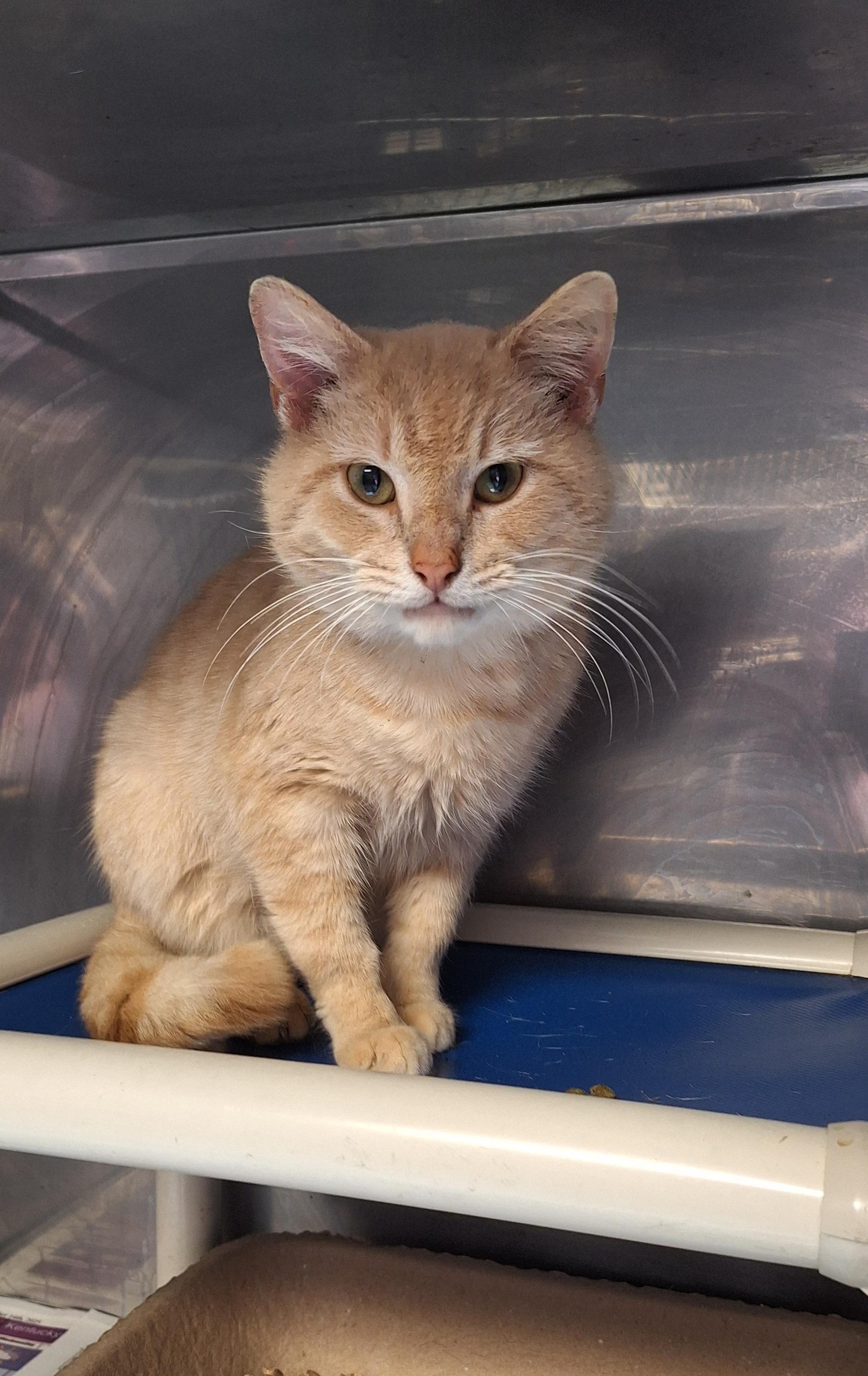 Dreamsicle , a ADOPTABLE Domestic Short Hair in Stanton, KY image 4/6