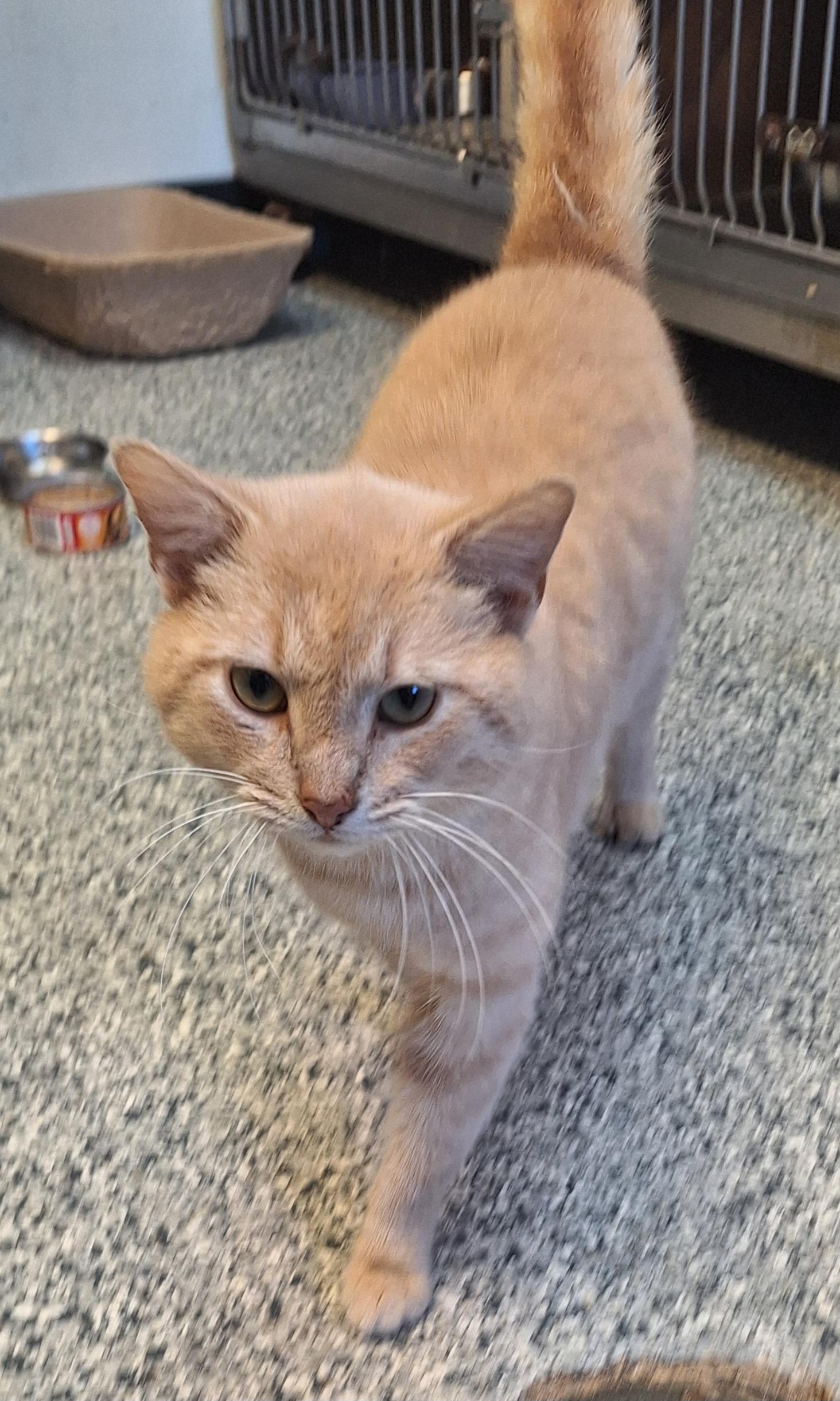 Dreamsicle , a ADOPTABLE Domestic Short Hair in Stanton, KY image 6/6