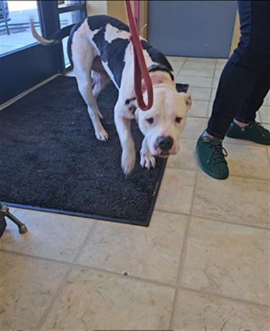 A071069, Adoptable, Adult Male Pit Bull Terrier.