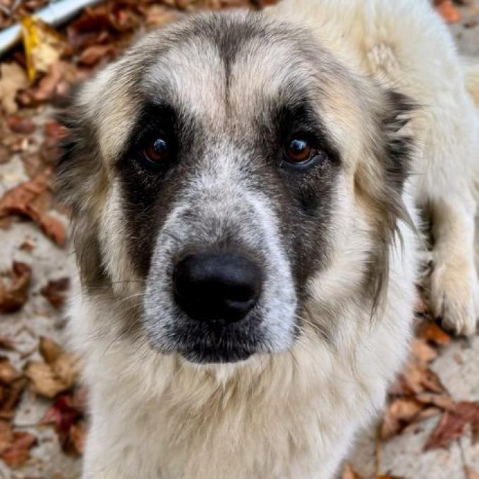 Bailey, Adoptable, Senior Female Great Pyrenees.
