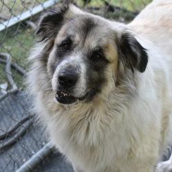 Bailey, a Adoptable mixed breed in Columbus, NC image 2/6