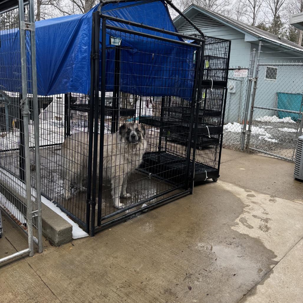 Enlarge Bailey, a Adoptable mixed breed in Columbus, NC image 2/6