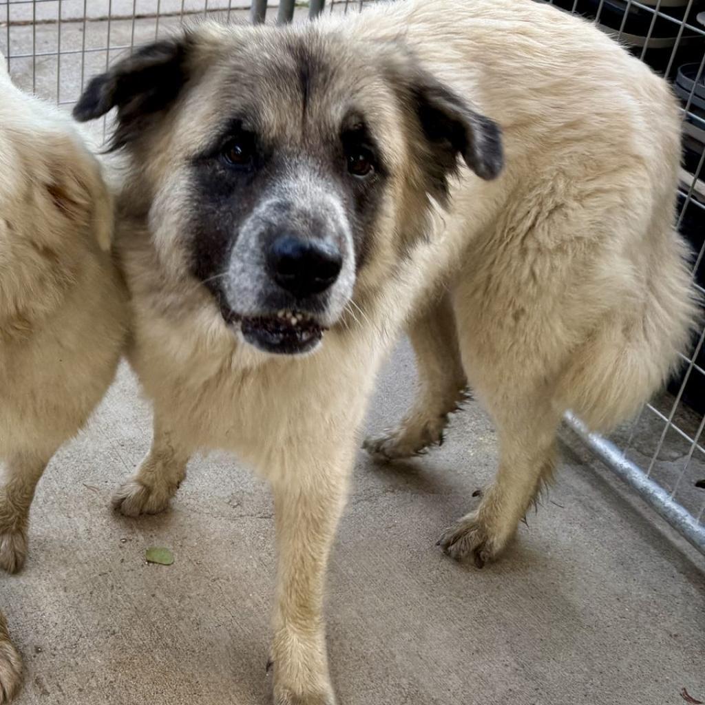 Enlarge Bailey, a Adoptable mixed breed in Columbus, NC image 3/6