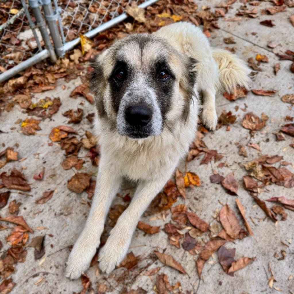Enlarge Bailey, a Adoptable mixed breed in Columbus, NC image 4/6