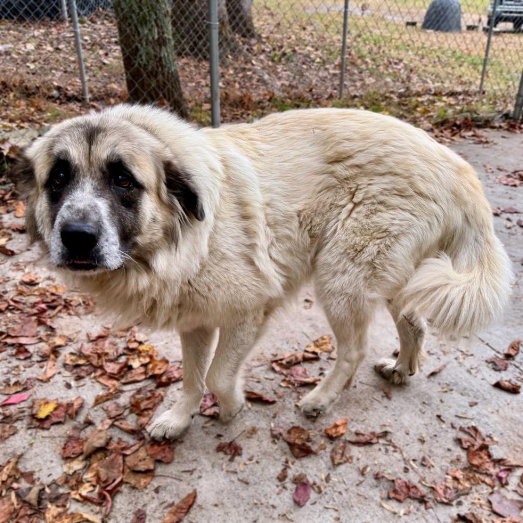 Enlarge Bailey, a Adoptable mixed breed in Columbus, NC image 5/6