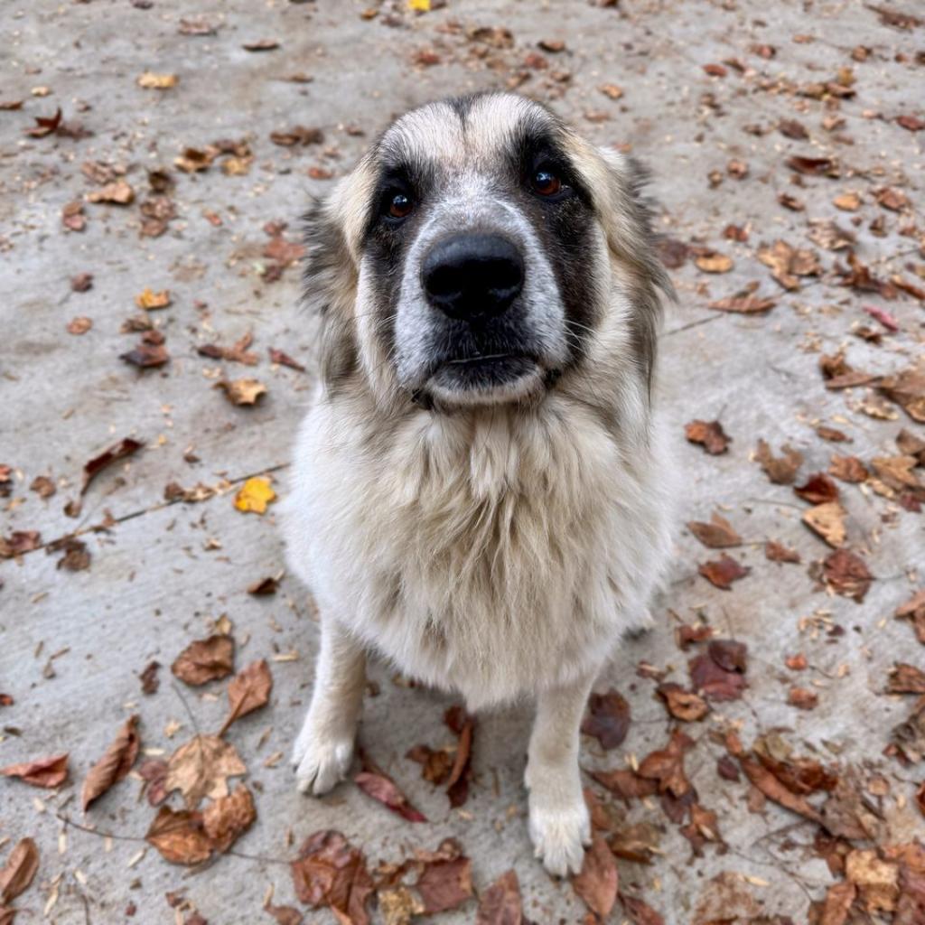 Enlarge Bailey, a Adoptable mixed breed in Columbus, NC image 6/6