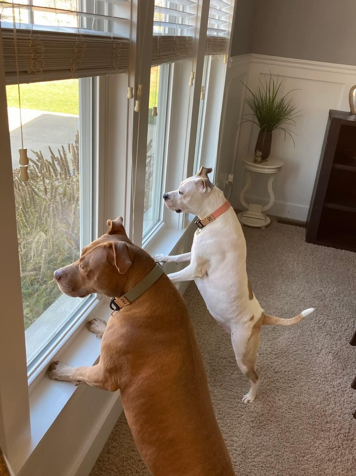 Harvey & Izzy thumbnail 4