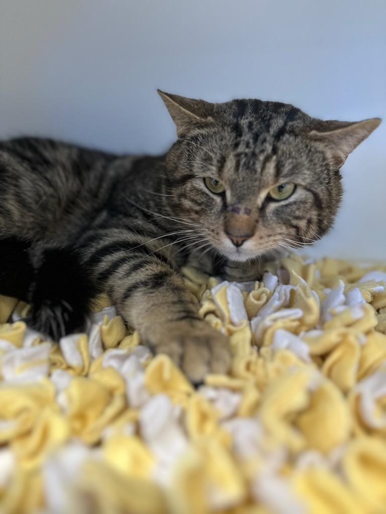 Mr. Cuddles (ID 50051/251), a Adoptable Domestic Short Hair in Manassas, VA image 3/3