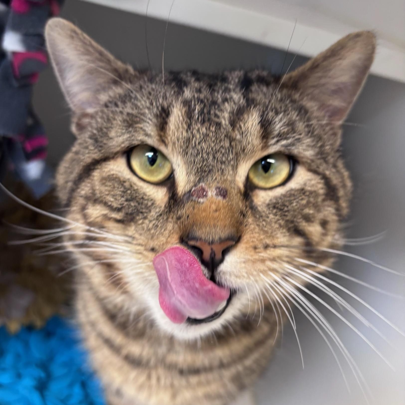 Mr. Cuddles (ID 50051/251), a Adoptable Domestic Short Hair in Manassas, VA image 2/3