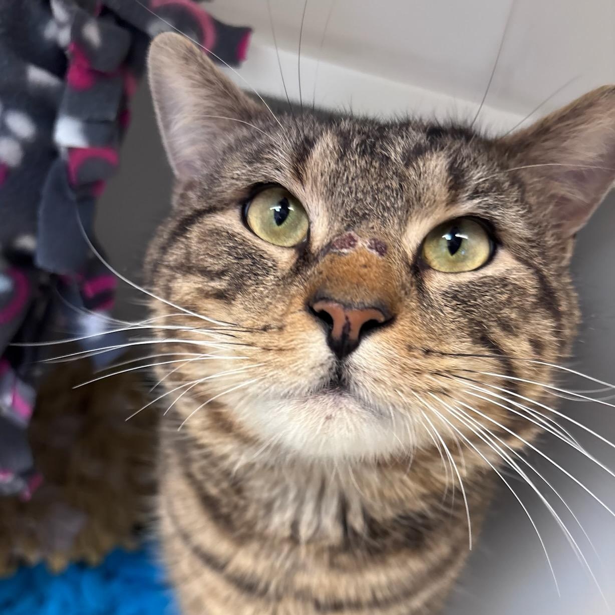 Mr. Cuddles (ID 50051/251), a Adoptable Domestic Short Hair in Manassas, VA image 1/3