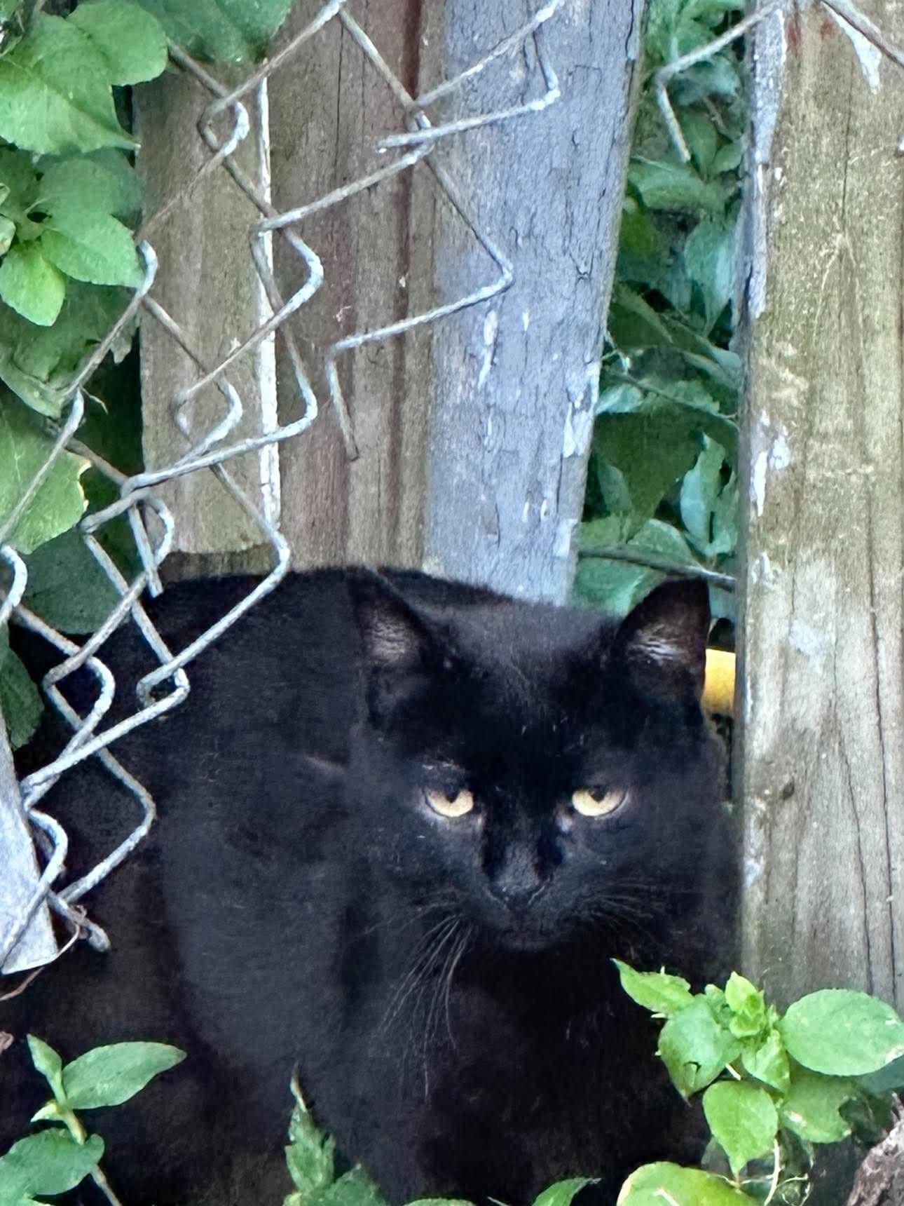 Enlarge Lil' J, a Adoptable Domestic Short Hair in Roslindale, MA image 2/3