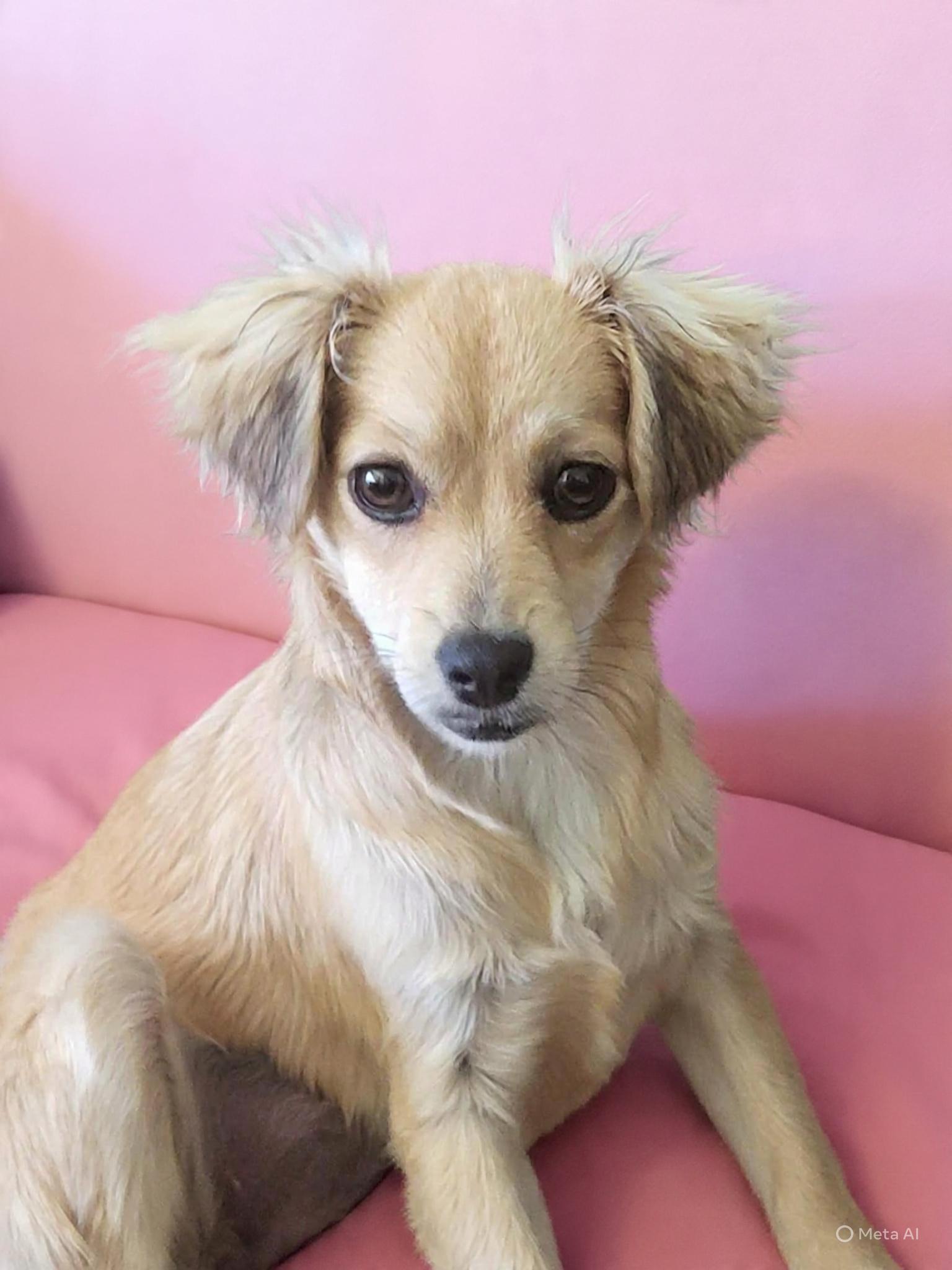 Holly, Adoptable, Puppy Female Chihuahua.