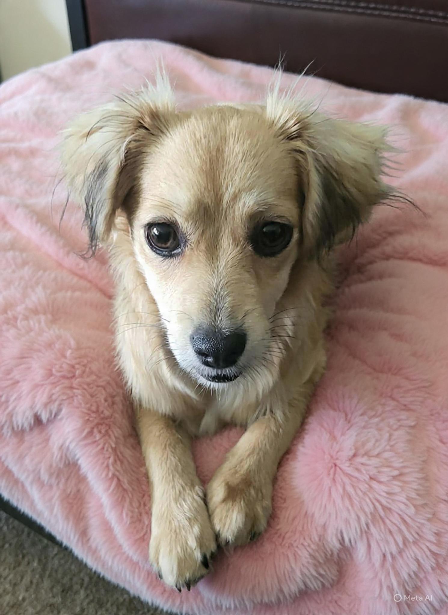 Enlarge Holly, a Adoptable mixed breed in Roseburg, OR image 5/6