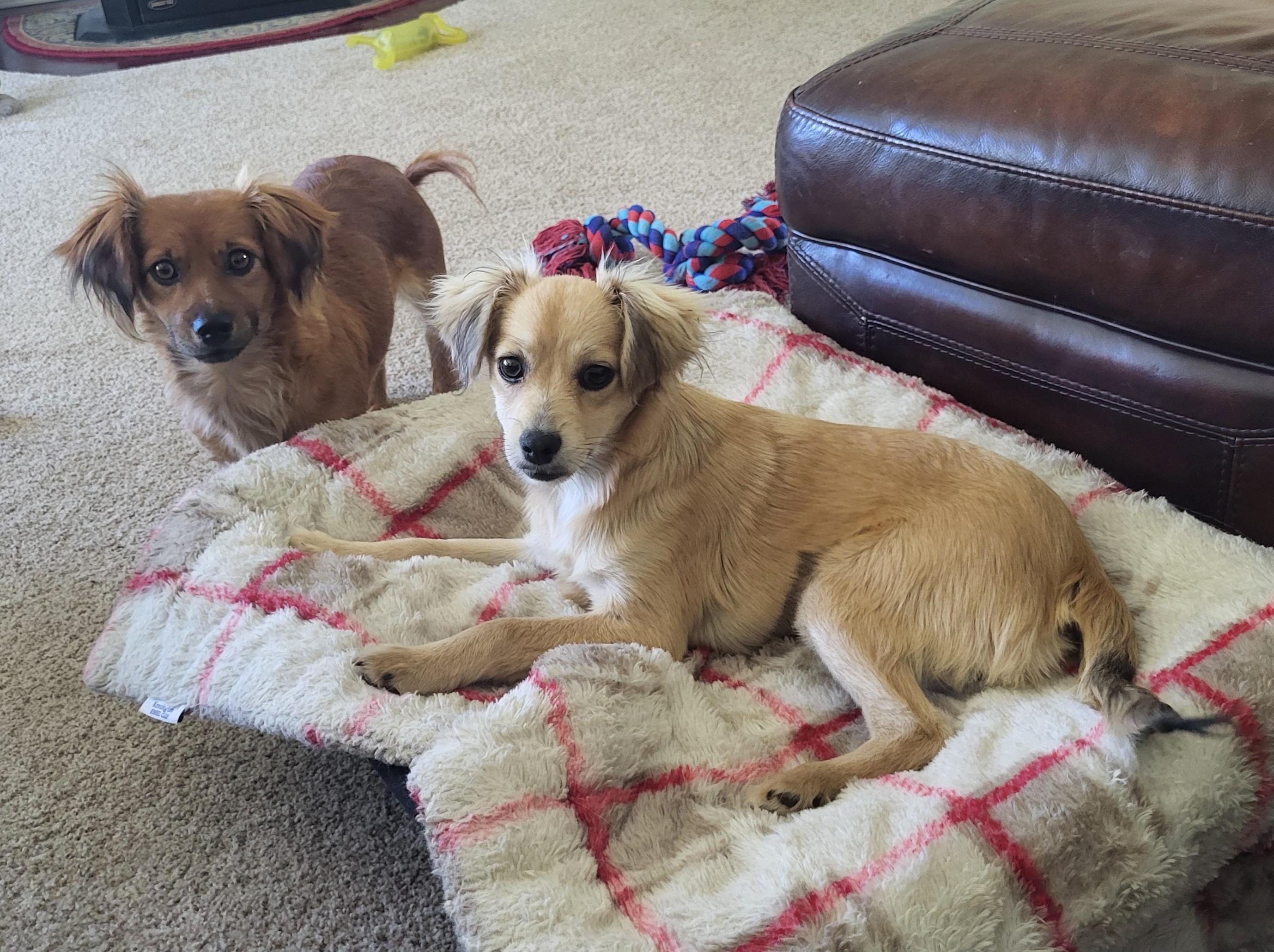 Enlarge Holly, a Adoptable mixed breed in Roseburg, OR image 2/6