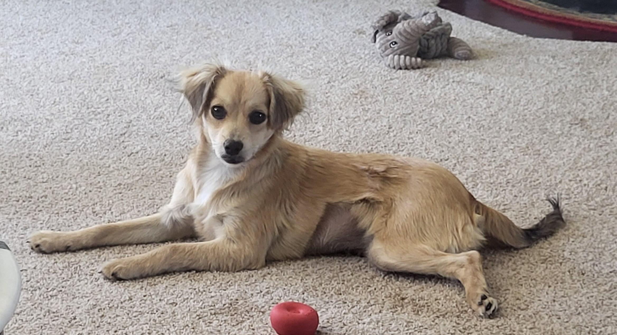 Holly, Adoptable, Puppy Female Chihuahua.