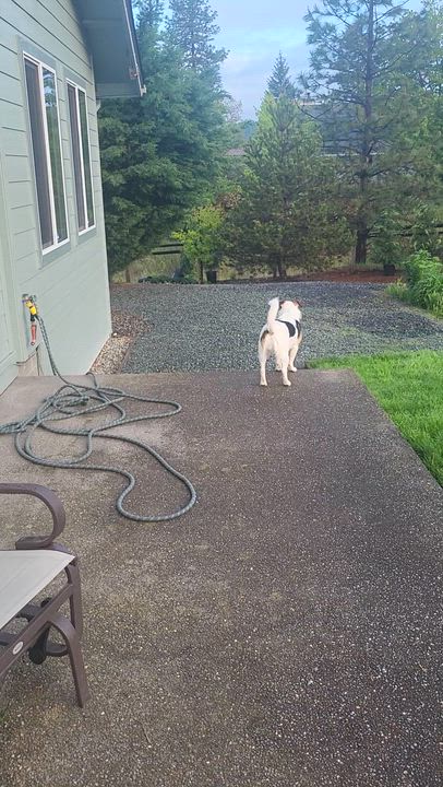 Enlarge Holly, a Adoptable mixed breed in Roseburg, OR video 6/6