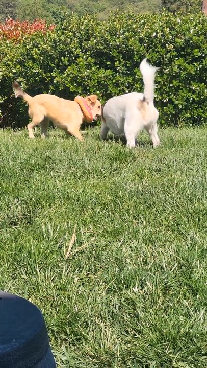 Enlarge Holly, a Adoptable mixed breed in Roseburg, OR video 6/6