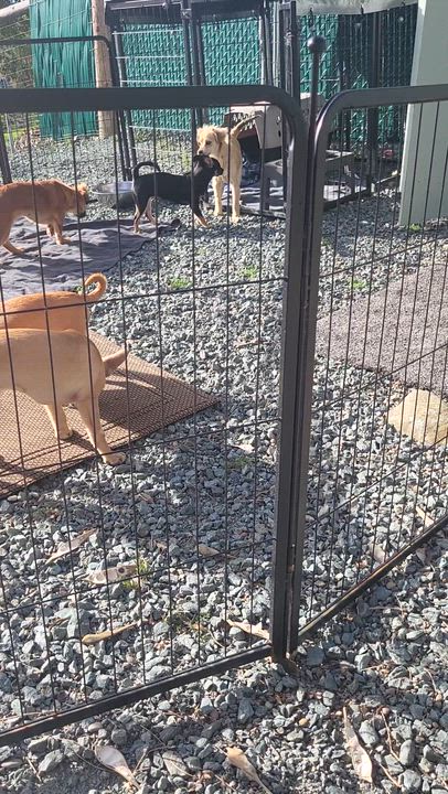 Enlarge Holly, a Adoptable mixed breed in Roseburg, OR video 3/6