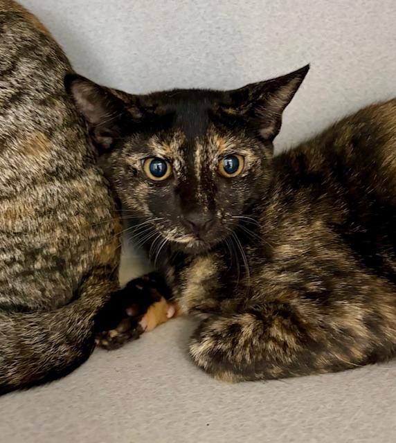 Tilly, adopted, Kitten Female Domestic Short Hair.