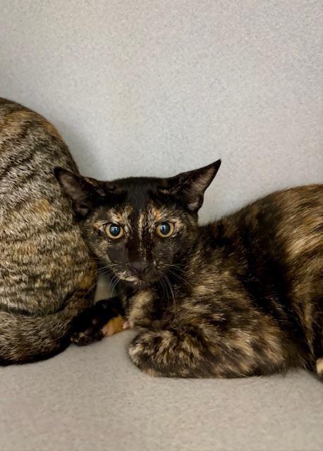 Tilly, an adopted Domestic Short Hair in Winter Haven, FL image 2/2