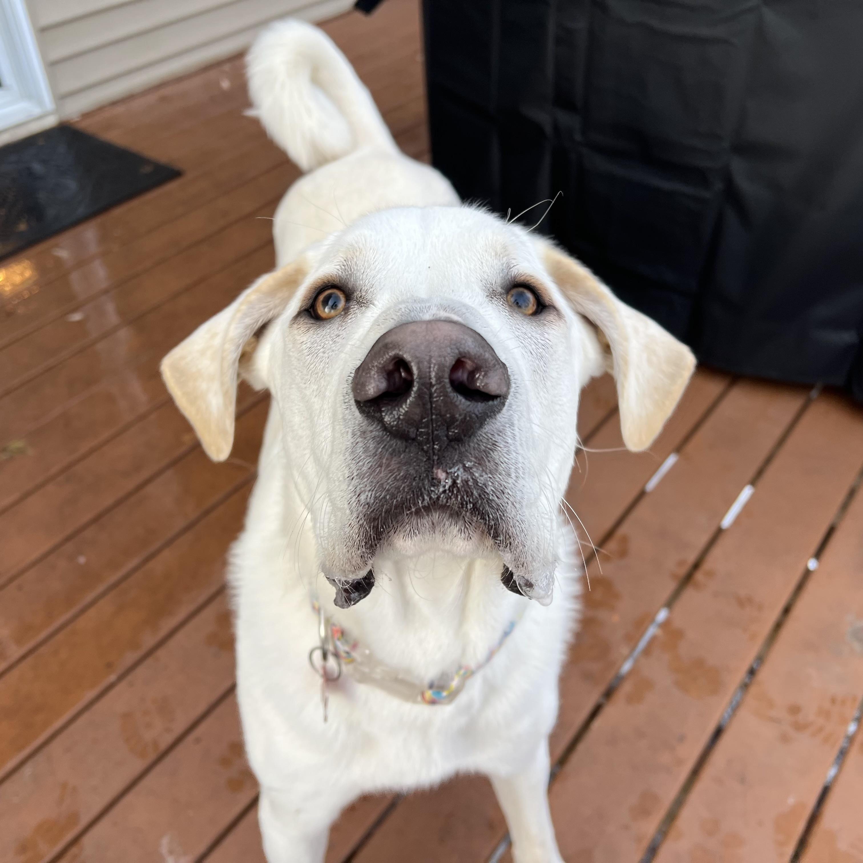 Enlarge Maverick, a ADOPTABLE mixed breed in Prior Lake, MN image 3/6