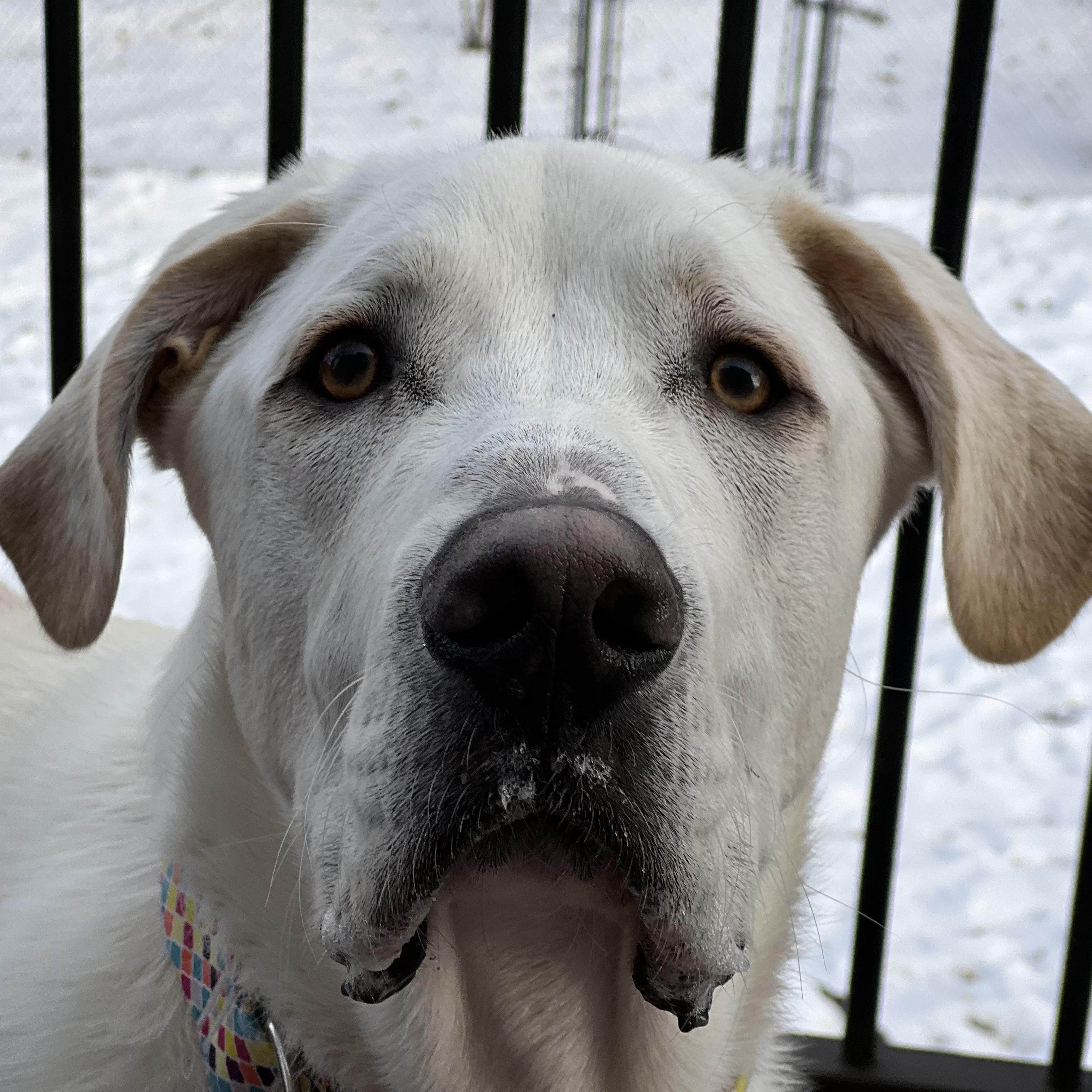 Enlarge Maverick, a ADOPTABLE mixed breed in Prior Lake, MN image 4/6