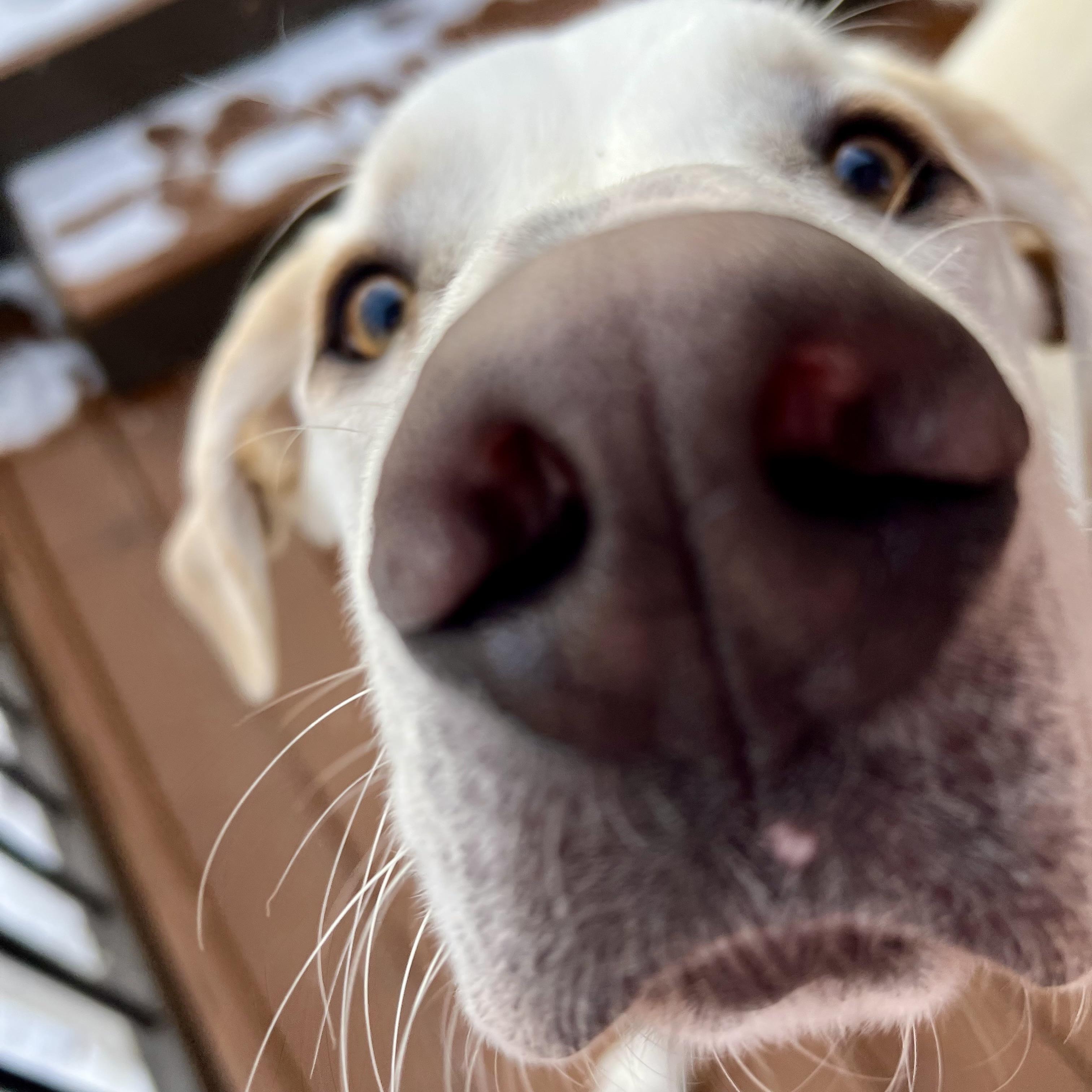 Enlarge Maverick, a ADOPTABLE mixed breed in Prior Lake, MN image 5/6