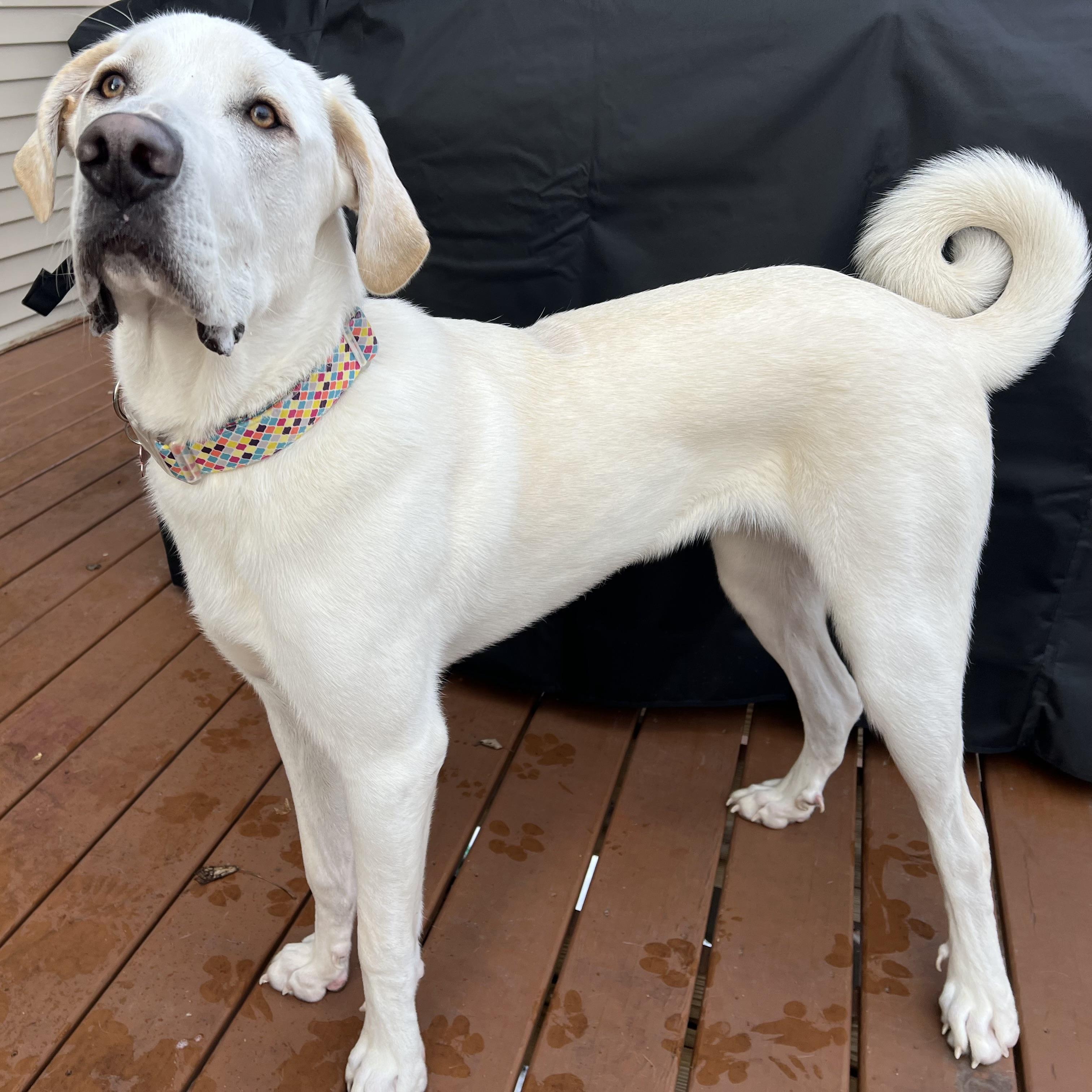 Enlarge Maverick, a ADOPTABLE mixed breed in Prior Lake, MN image 2/6