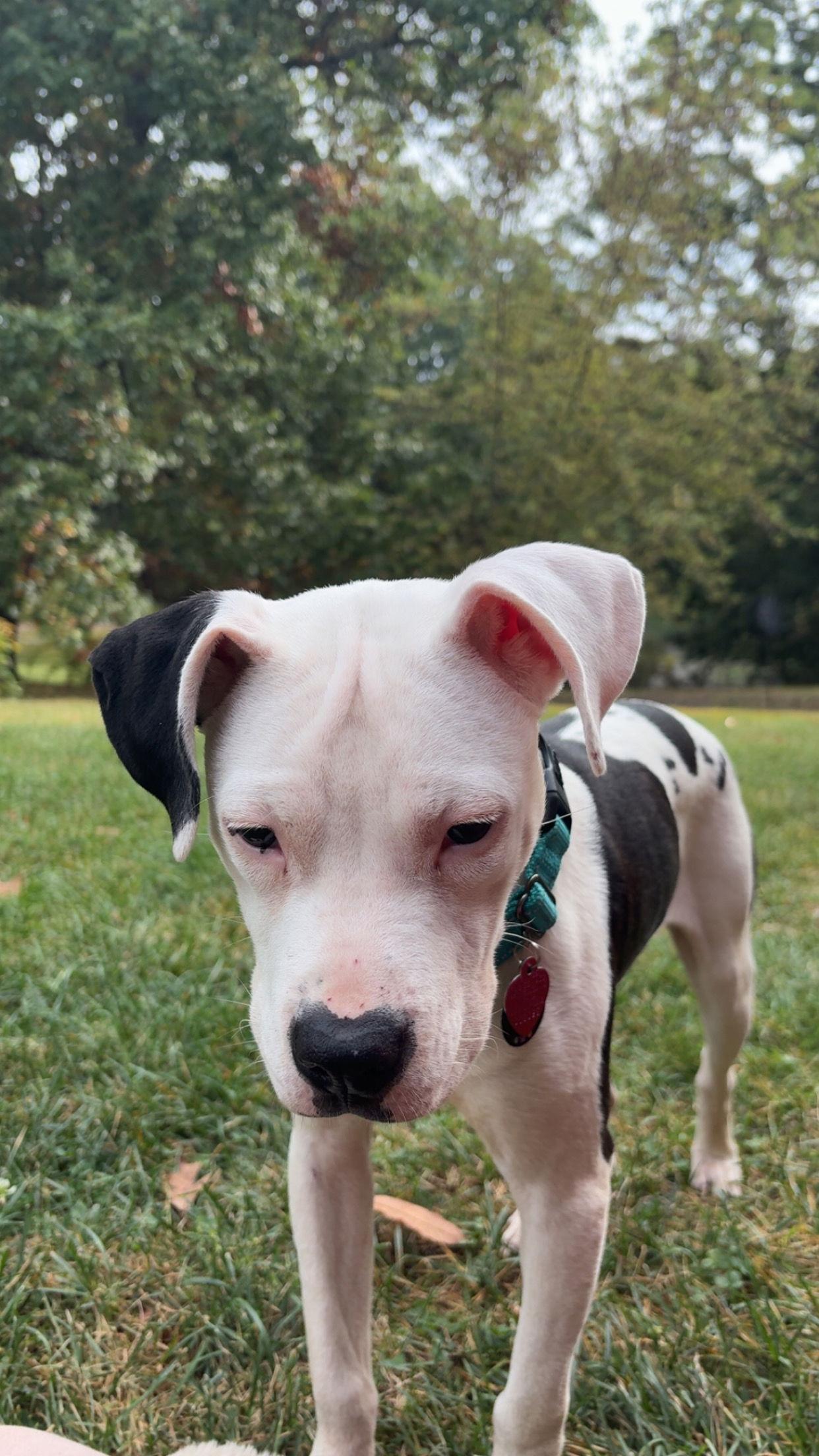 Enlarge River (CP), a Adoptable Pit Bull Terrier in Livonia, MI image 1/3